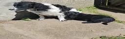 Springador dogs for sale: Beautiful springadors, 6 boys 2 girls. 2 left - Advert 9