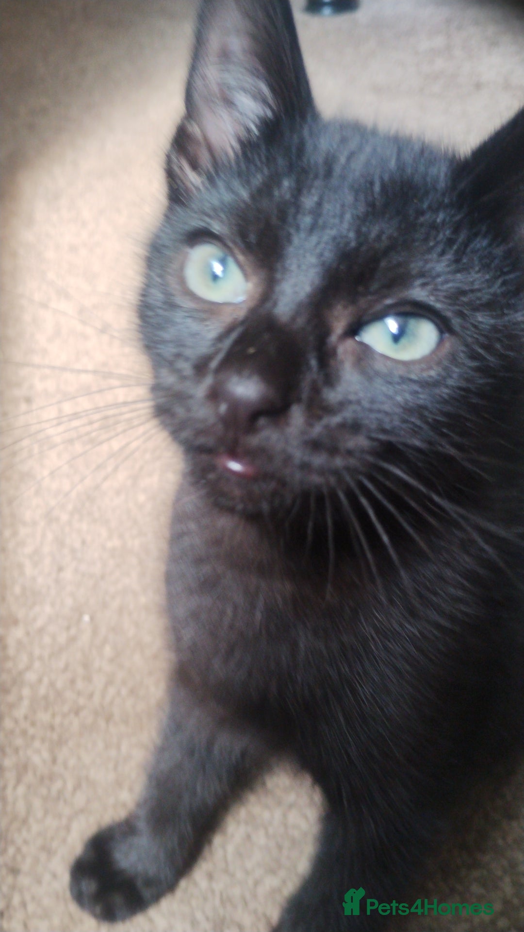 Mixed Breed cats for sale: Black kittens * Just one remaining* - Image 5