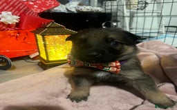 German Shepherd dogs for sale: Lovely shepherds  - Advert 8