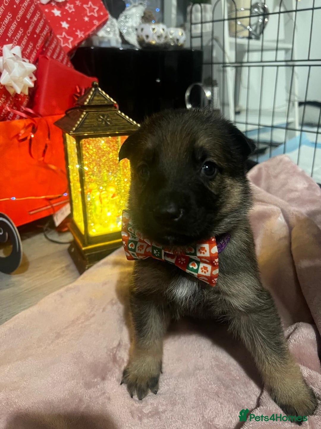 German Shepherd dogs for sale: Lovely shepherds  - Advert 8