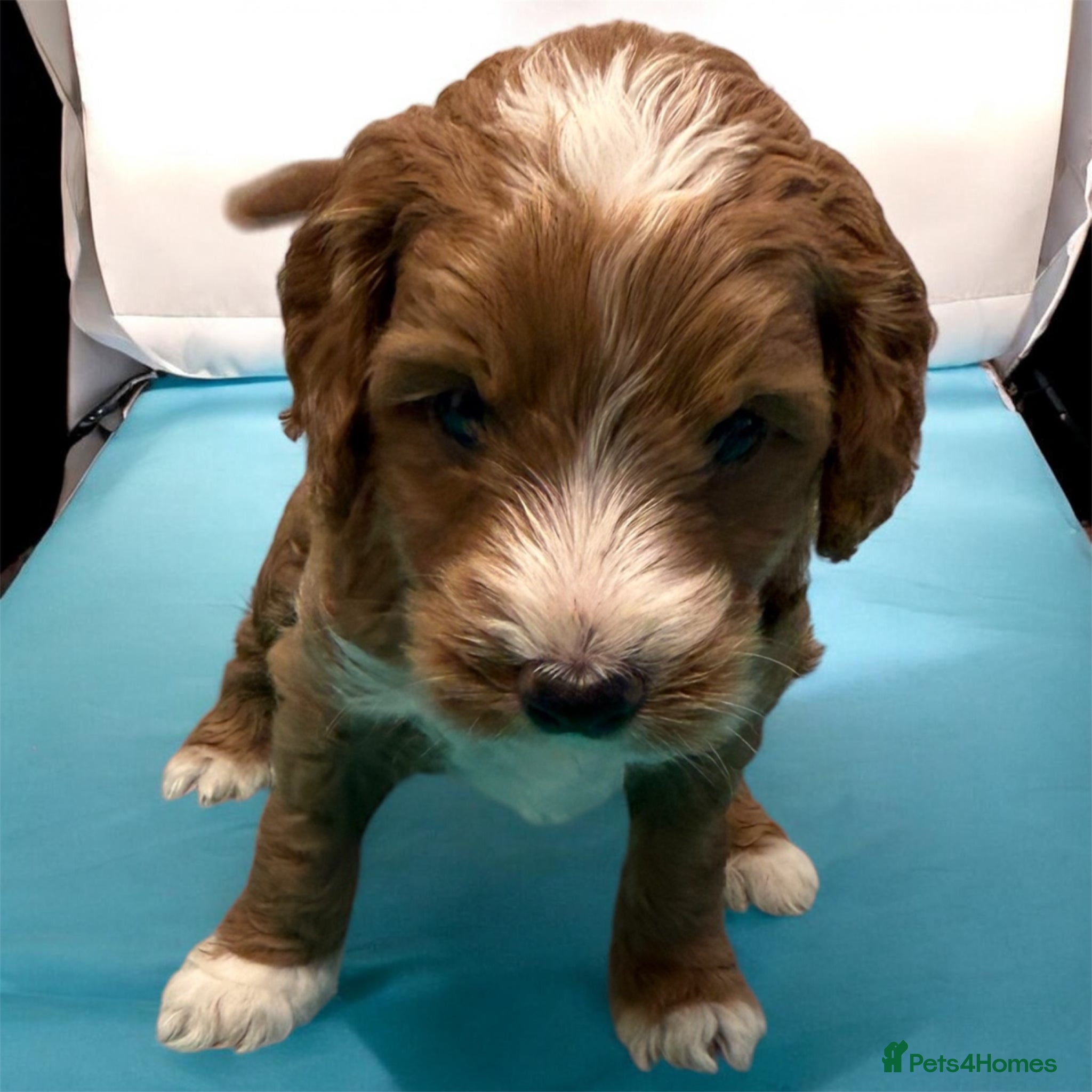 Cockapoo dogs Beautiful Toy Cockapoo Pups  - Advert 2