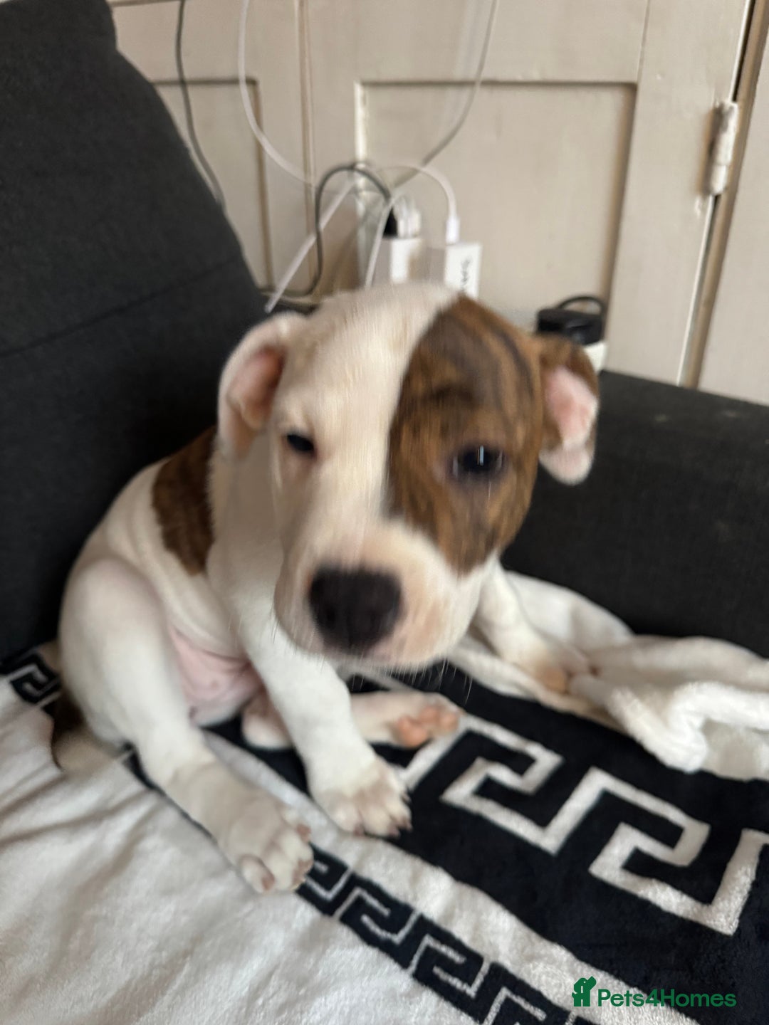 Staffordshire Bull Terrier dogs for sale: Staffordshire puppies  - Advert 12