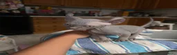 Sphynx cats for sale: I have 3 Beautiful Female Sphynx  - Advert 4
