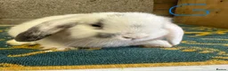 Mini Lop rabbits for sale: Mini Lop Rabbits For Sale - Advert 9