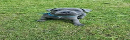 Staffordshire Bull Terrier dogs for sale: Staffordshire bull terrier blue kc reg full ped in Rhyl - Advert 19