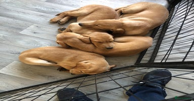 Labrador Retriever dogs - Advert 2