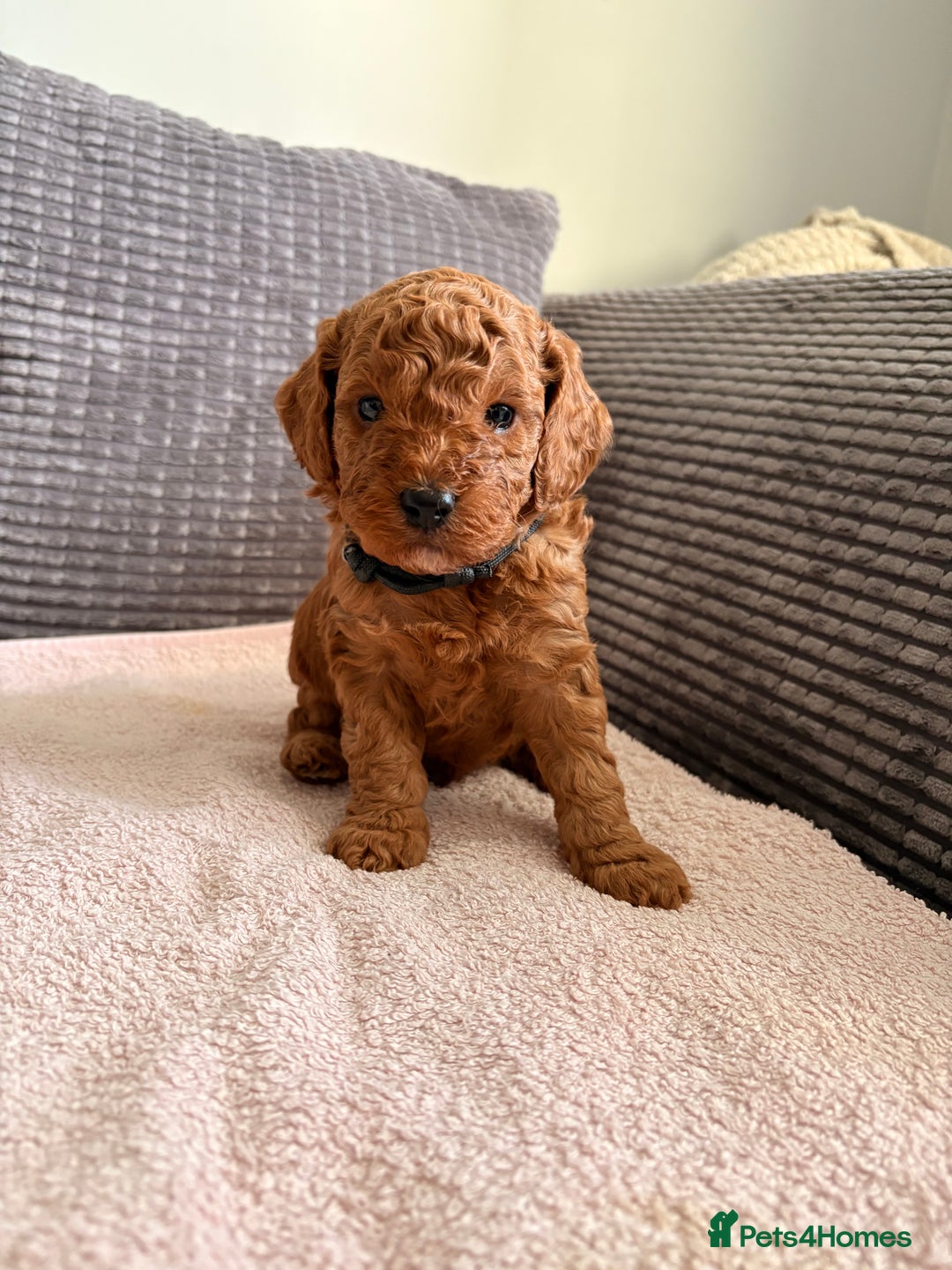 Cockapoo dogs for sale: 4 Stunning Fox Red F1b Toy Cockapoos  - Advert 1