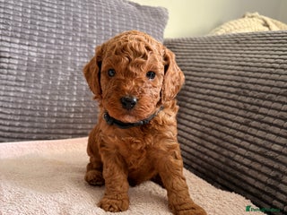 Cockapoo dogs 4 Stunning Fox Red F1b Cockapoos - Advert 1