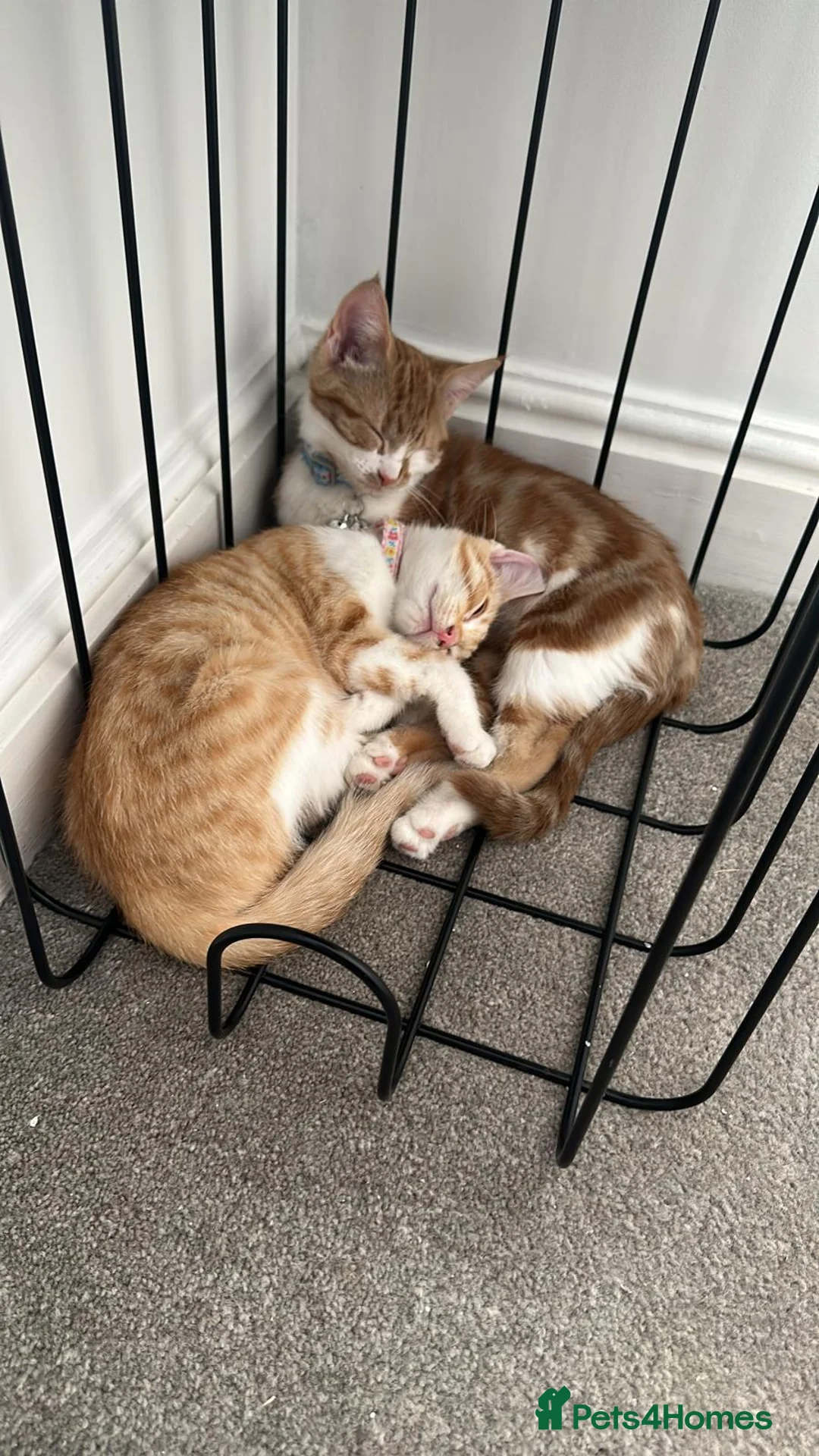 Mixed Breed cats for sale: Two Beautiful Ginger Kittens Looking for Home in Bedford - Advert 2