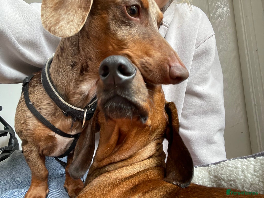 Dachshund dogs for sale: Exceptional dachshunds  - Image 11