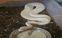 Python Snake reptiles for sale: Adult Female Royal Pyrhons - Image 1
