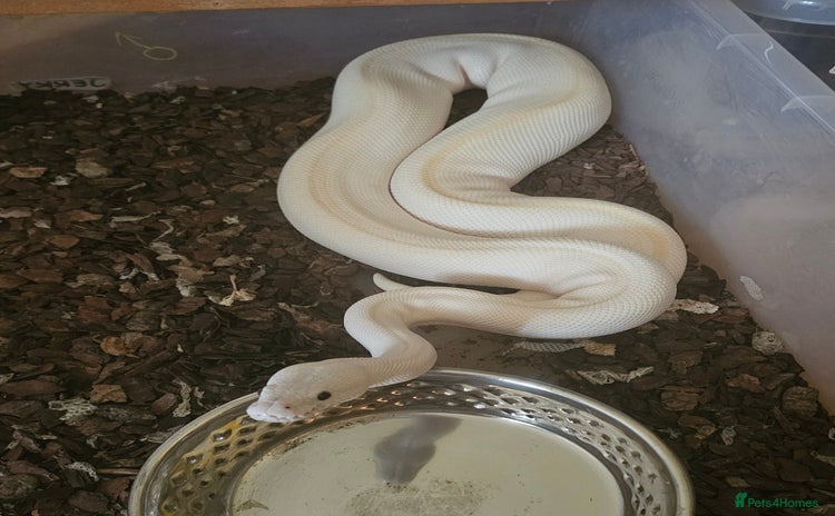Python Snake reptiles - Advert 2