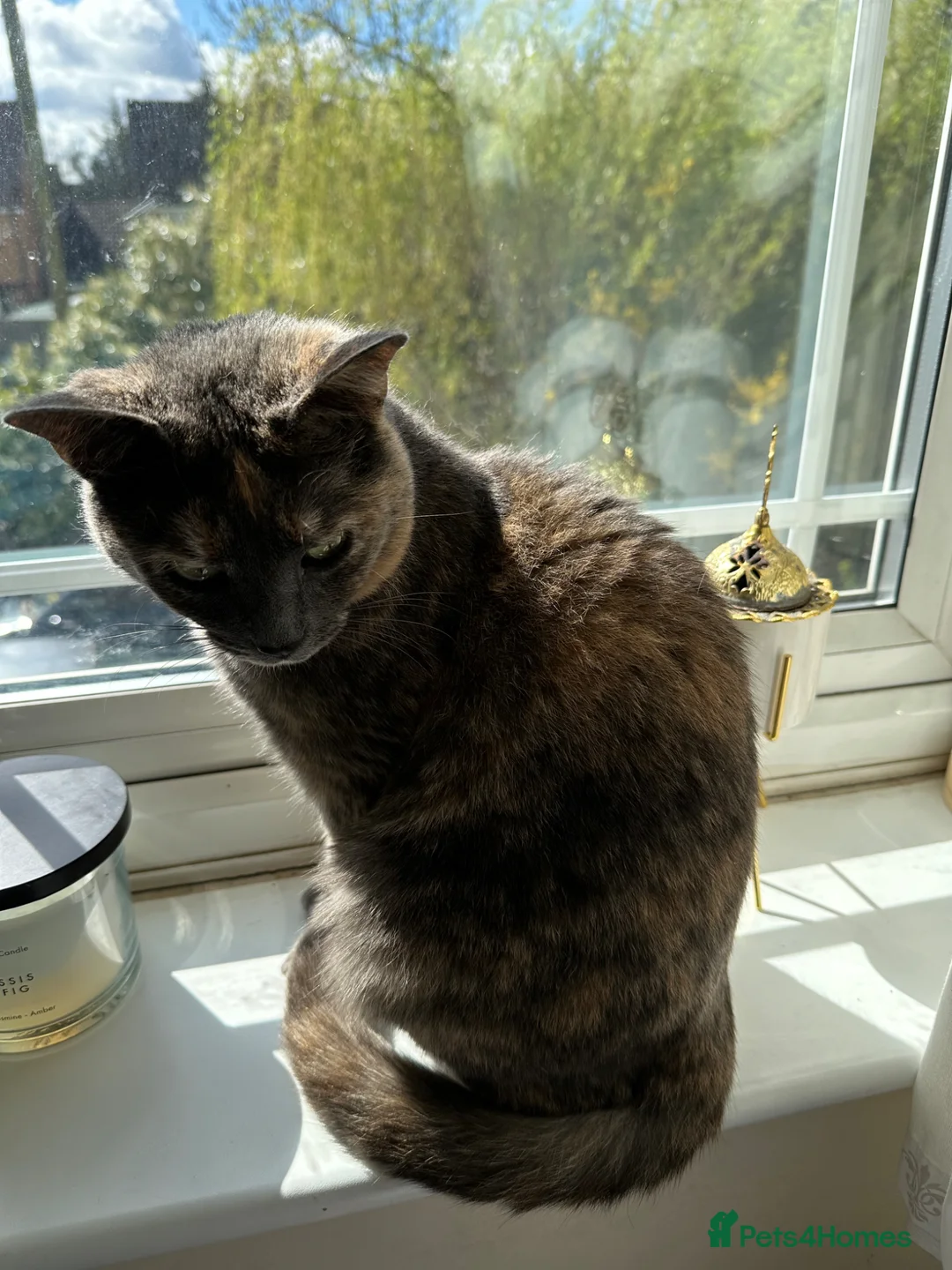 Domestic Shorthair cats for sale: Female lady cat domestic short haired 🤍🌺 - Advert 8