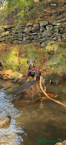 Mixed Breed dogs - Advert 5