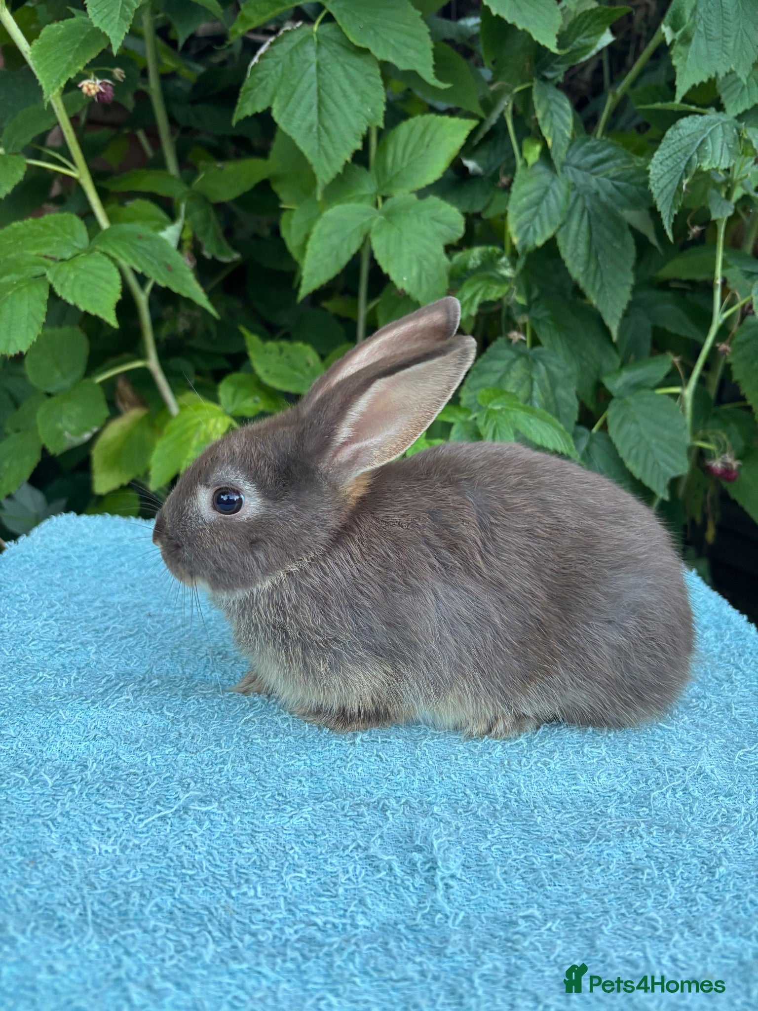 Mini Lop rabbits Female chocolate otter / black self cross - Advert 1