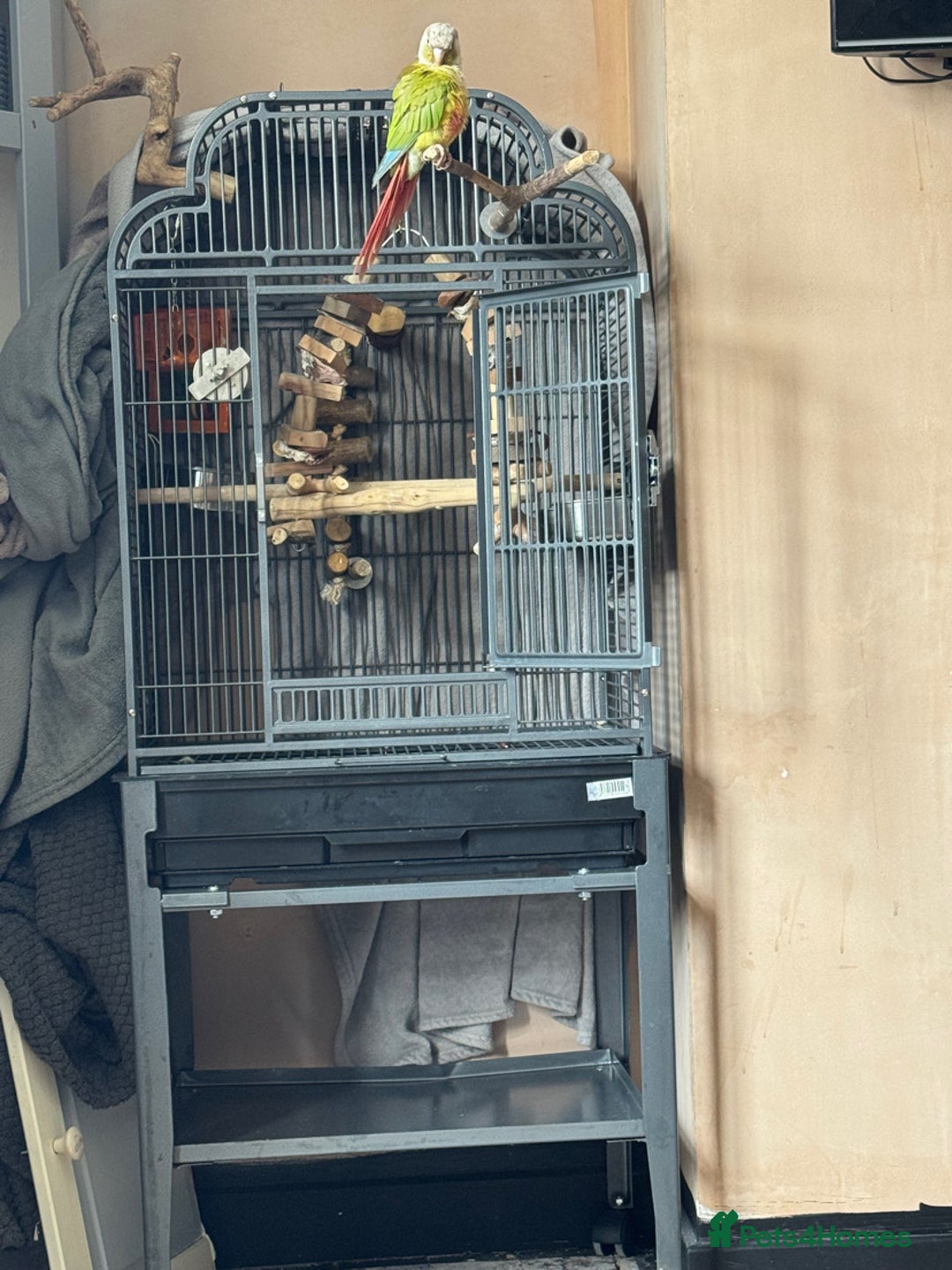 Conures birds for sale: Pineapple Conure  - Image 2