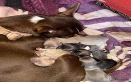 Chihuahua dogs for sale: Chihuahua puppies - Image 1