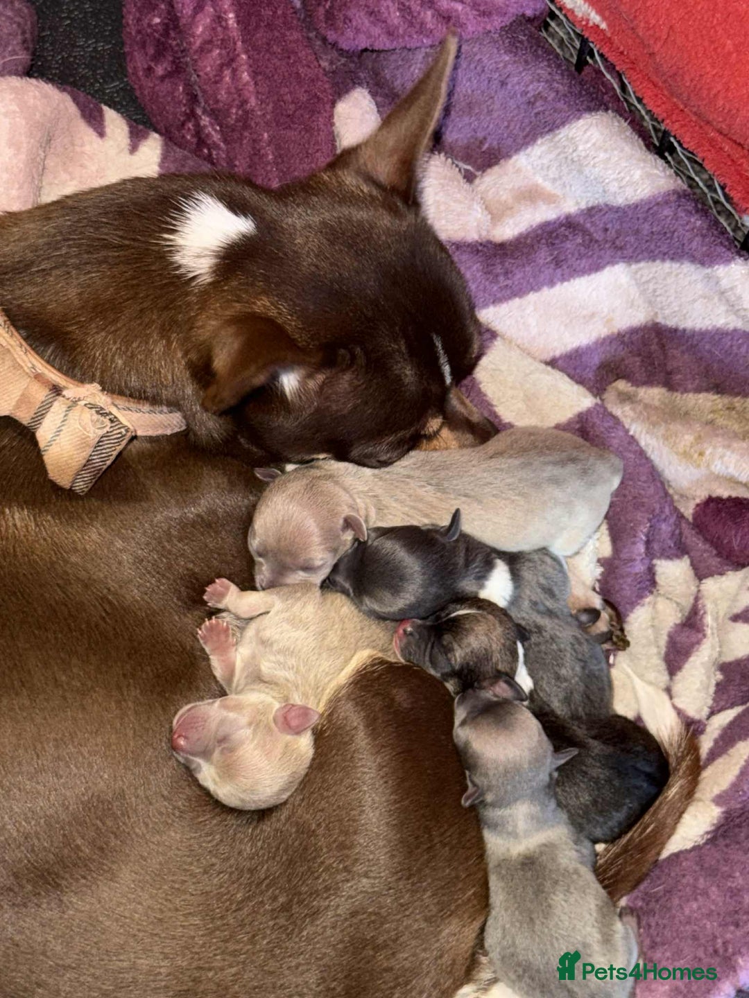 Chihuahua dogs for sale: Chihuahua puppies - Image 1