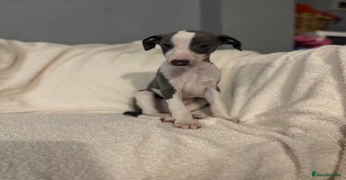 Whippet dogs - Advert 3