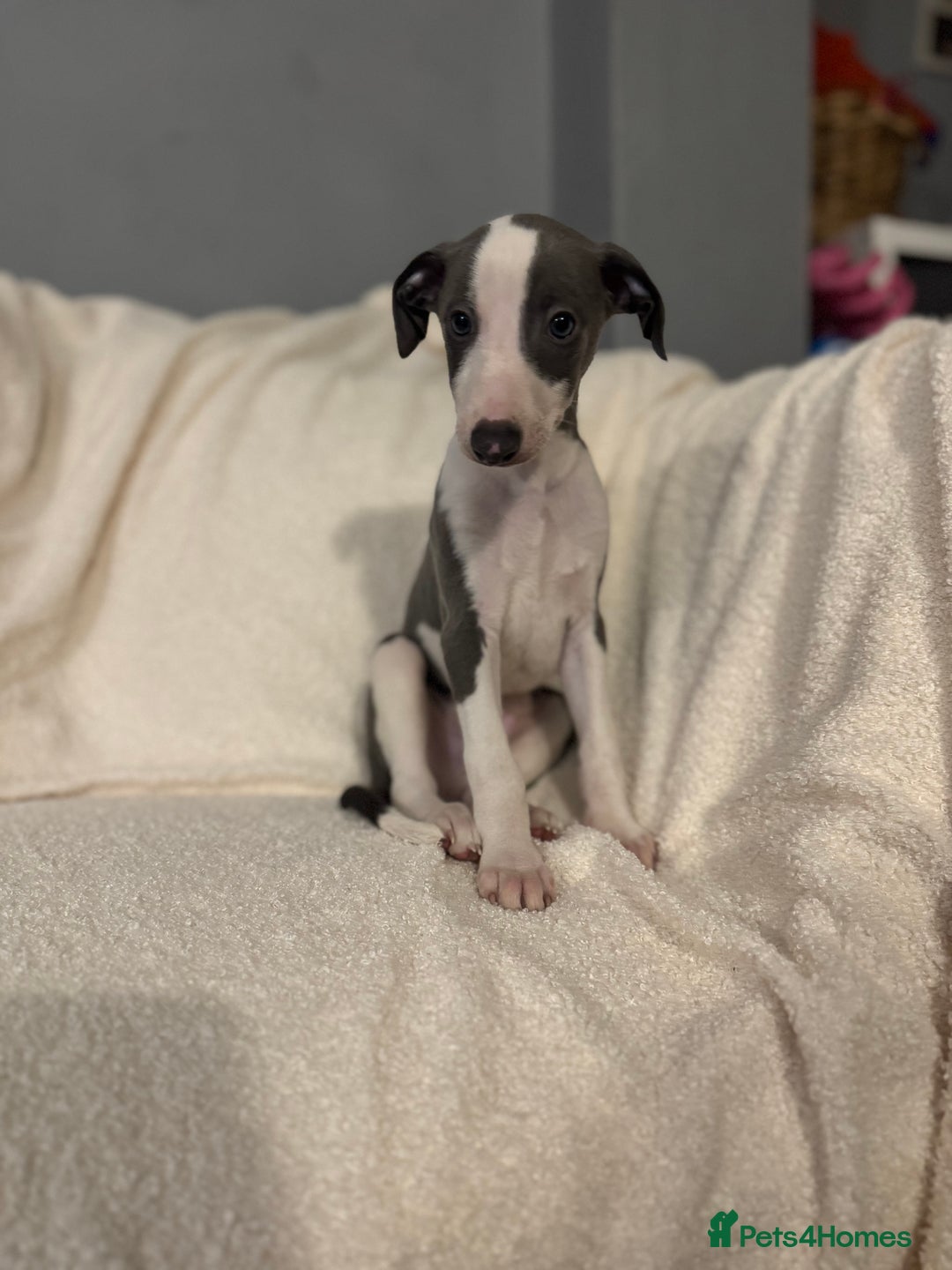 Whippet dogs for sale: Beautiful Whippet Boy 💙 - Image 2