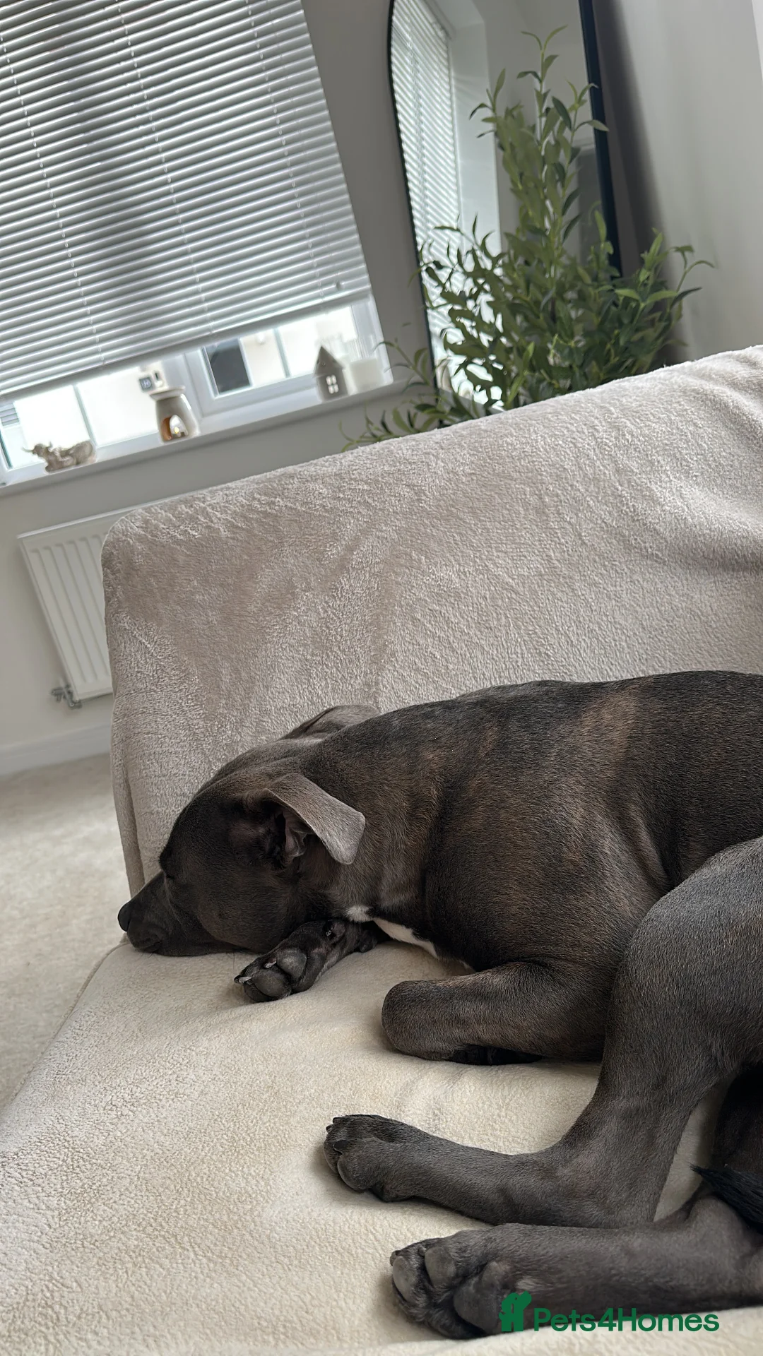 Staffordshire Bull Terrier dogs for stud: STUD KC Registered Staffordshire Bull Terrier  - Advert 4