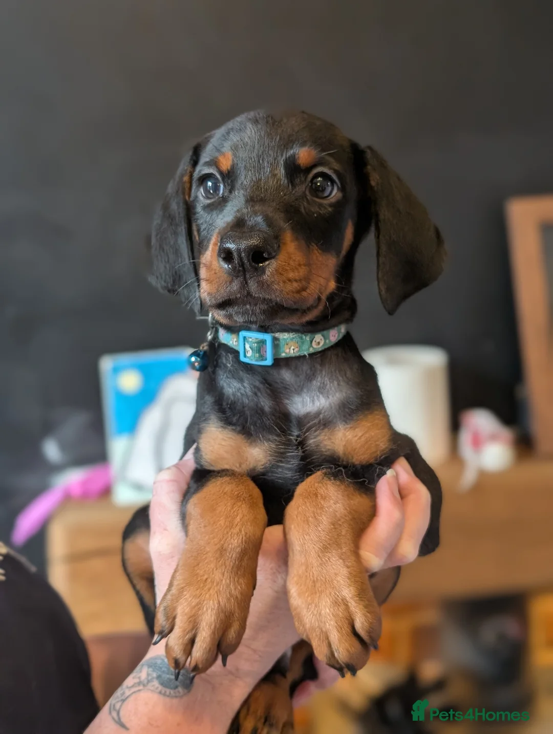 Dobermann dogs for sale: doberman puppies - ready this week 🐾 - Advert 2