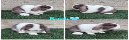 Mini Lop rabbits for sale: Pure breed mini lop male and female  - Advert 5