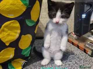 Mixed Breed cats Beautiful kittens for sale - Advert 13