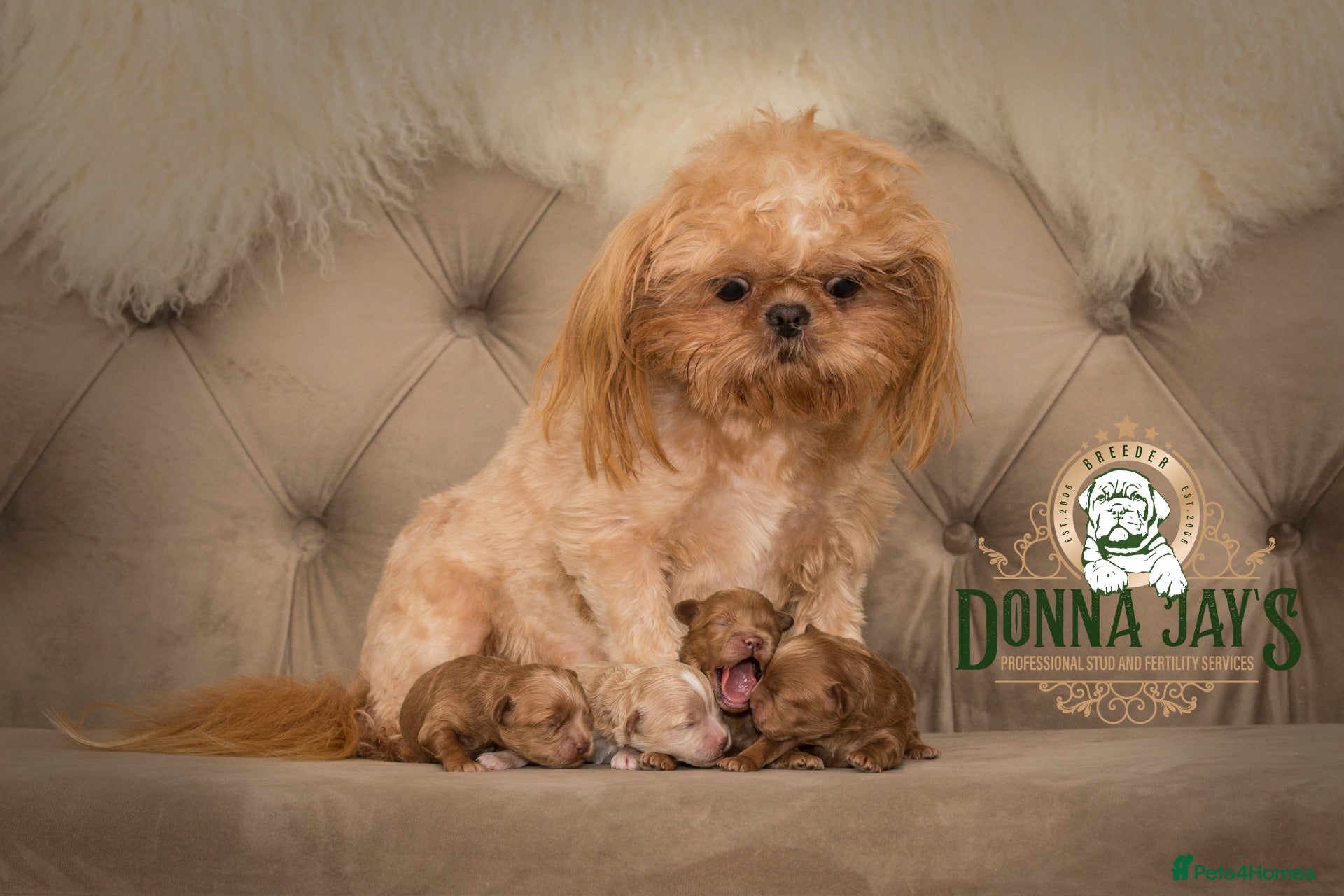 Shihpoo dogs ✨Rare Little Beauty from Donna Jays CelebrityK9s✨ - Advert 2