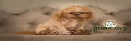 Shihpoo dogs for sale: ✨Rare Little Beauty from Donna Jays CelebrityK9s✨ - Advert 2