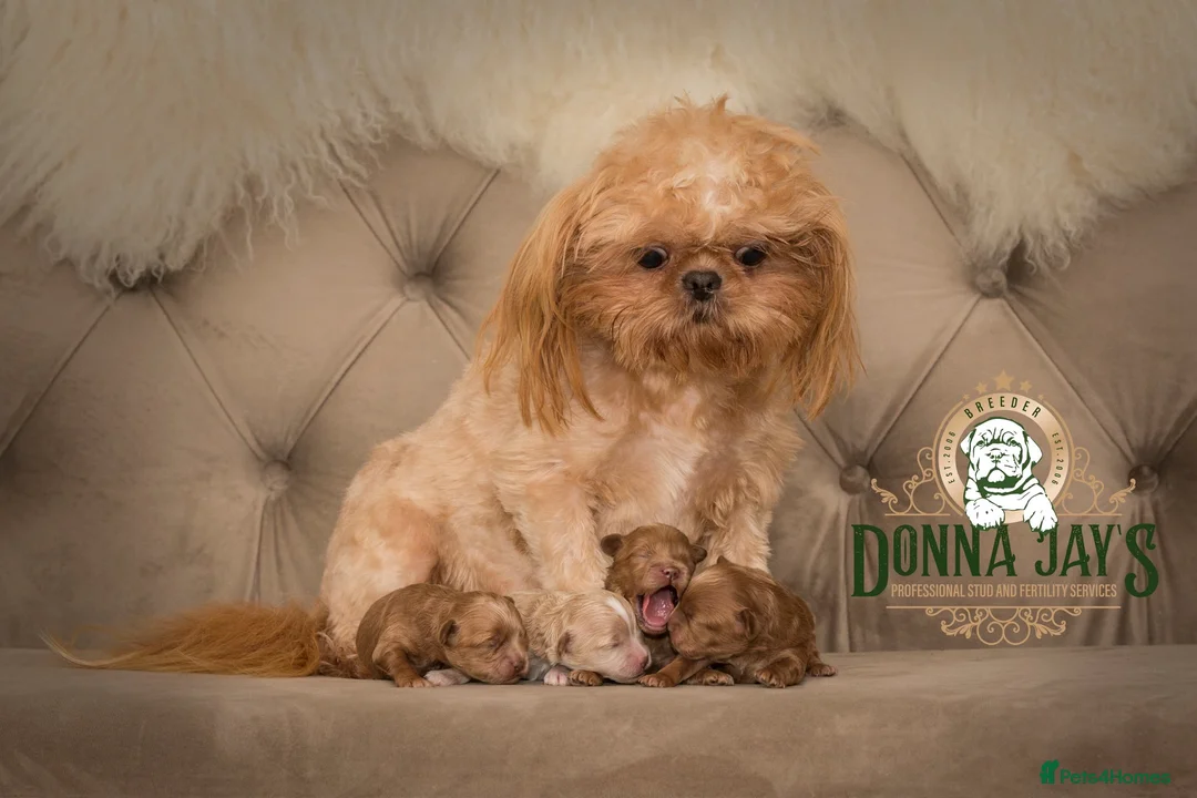 Shihpoo dogs for sale: ✨Rare Little Beauty from Donna Jays CelebrityK9s✨ - Advert 2