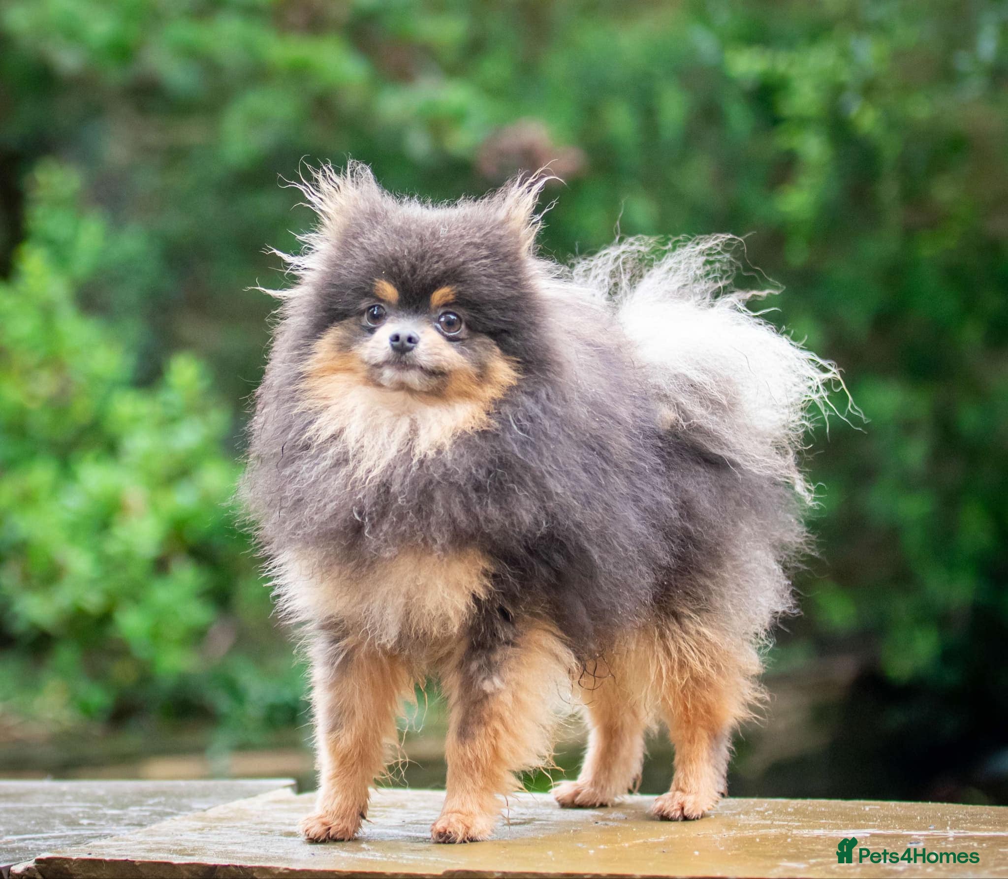 Pomeranian dogs Tiny Quality Blue Tan Stud Boy Kc in Pontefract - Advert 13