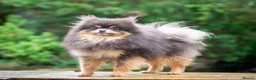 Pomeranian dogs for stud: Tiny Quality Blue Tan Stud Boy Kc in Pontefract - Advert 1