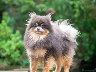 Pomeranian dogs Tiny Quality Blue Tan Stud Boy Kc in Pontefract - Advert 13