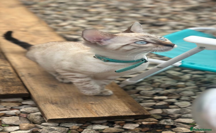 Bengal cats - Advert 4