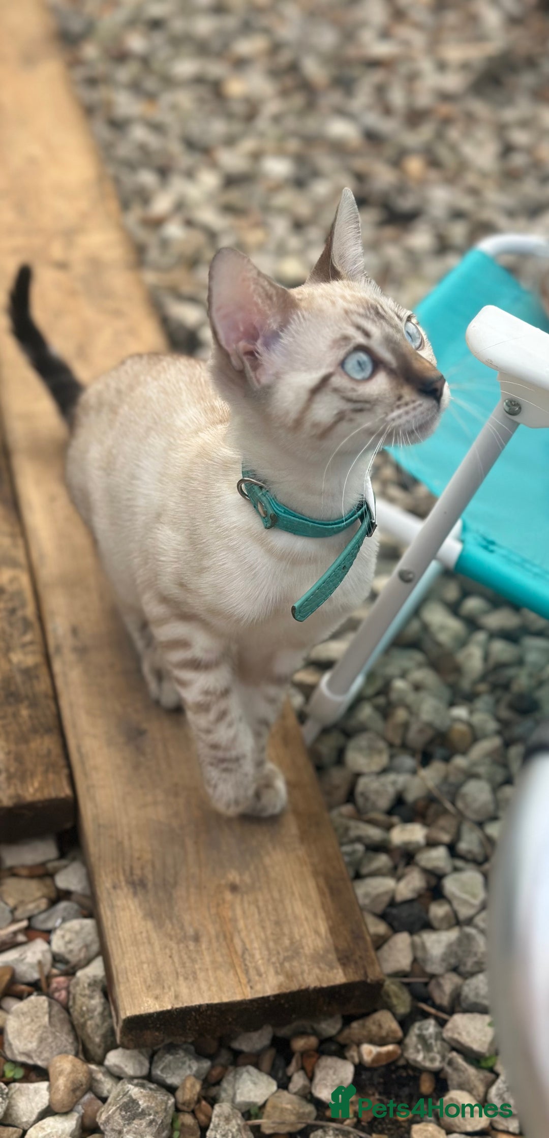 Bengal cats for sale: Bengal Babies ready now. ONE GIRL LEFT.  - Image 1