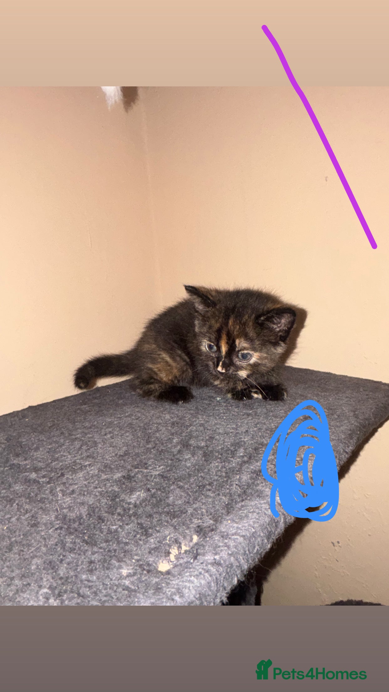 American Shorthair cats 13 week old female kitten🐱 - Advert 3