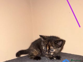 American Shorthair cats 13 week old female kitten🐱 - Advert 3