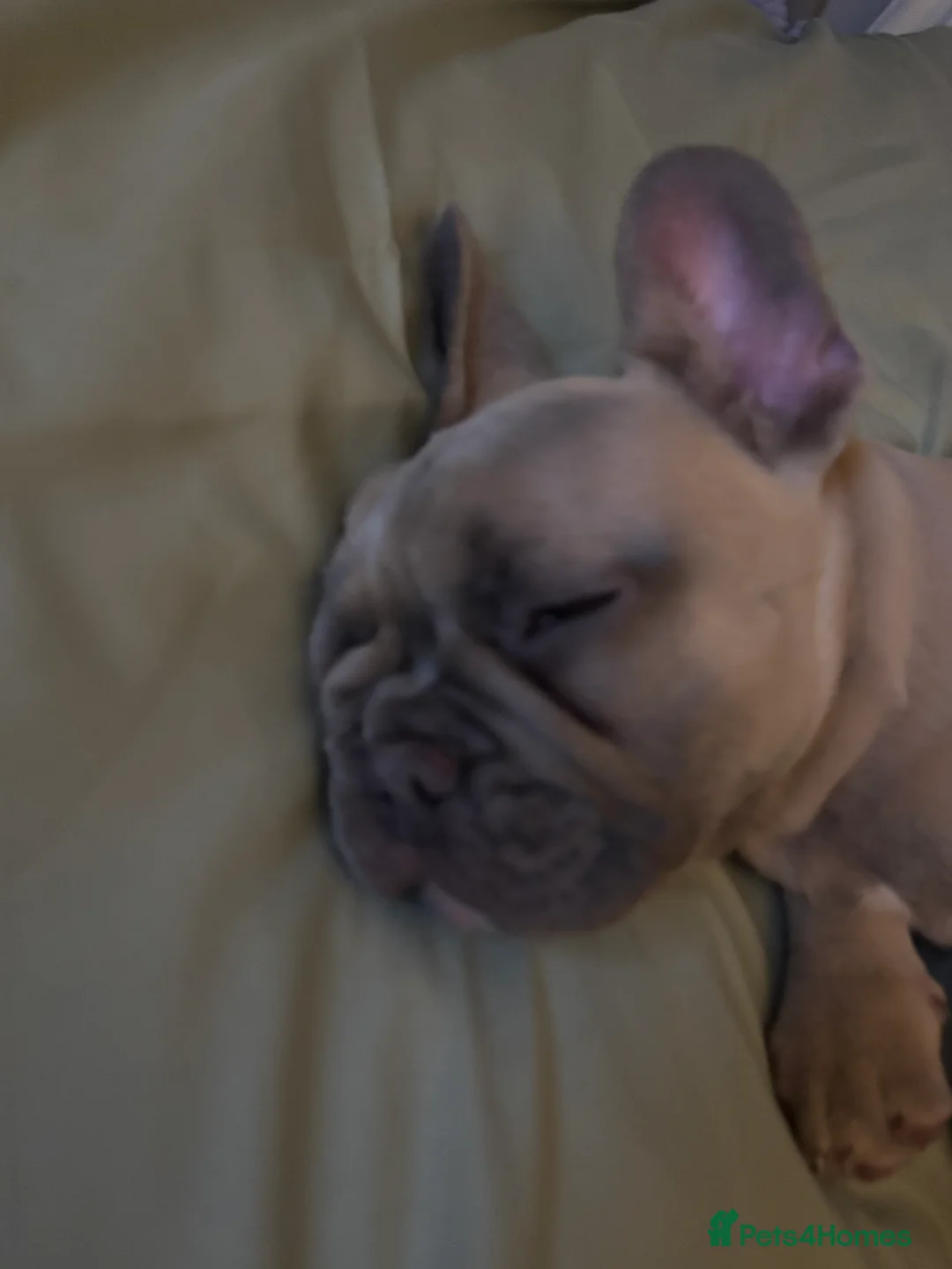 French Bulldog dogs for sale: French bull dog puppy  - Advert 9
