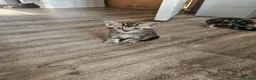 British Shorthair cats for sale: British short hair Kittens  - Advert 8