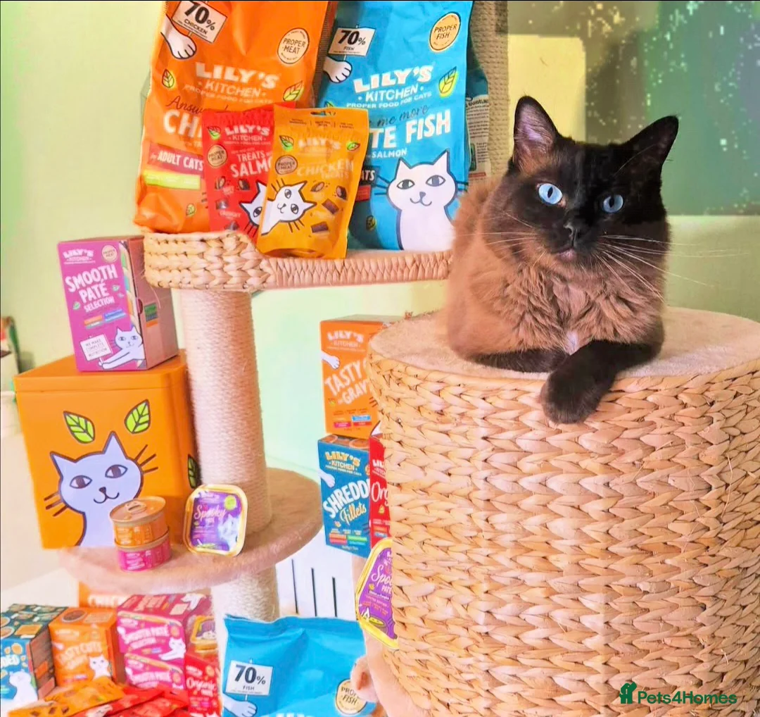 Ragdoll cats for stud: Ragdoll Seal Sepia Stud Genetically Tested 🐾 in London - Advert 4