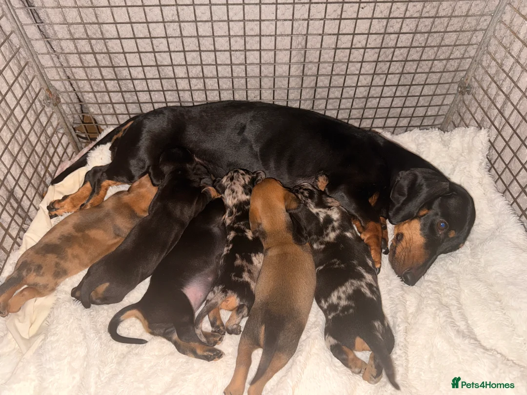 Dachshund dogs for sale: 🐶 Adorable mini/midi Dachshund Puppies  - Advert 2