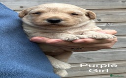 Labradoodle dogs for sale: Miniature Labradoodle Puppies ready 22/11/25 - Image 6