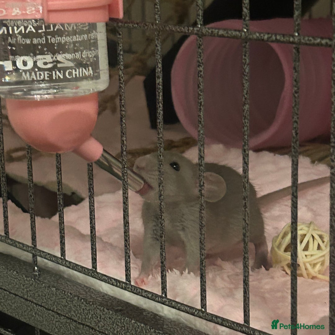 Rat rodents for sale: two loving girls for sale 🩷 - Advert 5