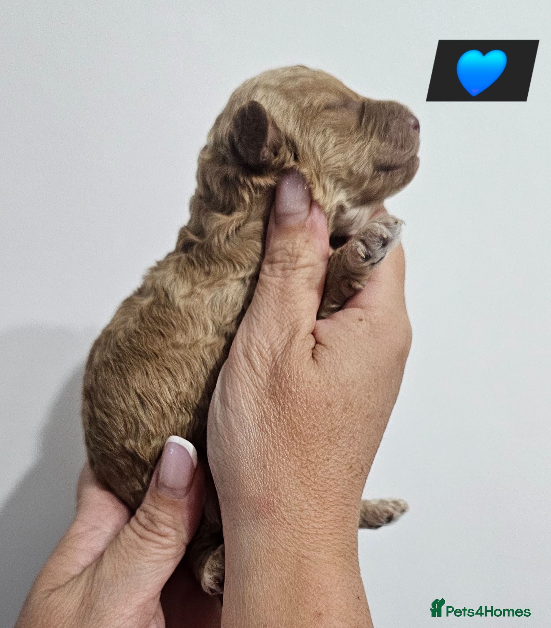 Miniature Poodle dogs Stunning kc registered minature poodle pups  - Advert 2