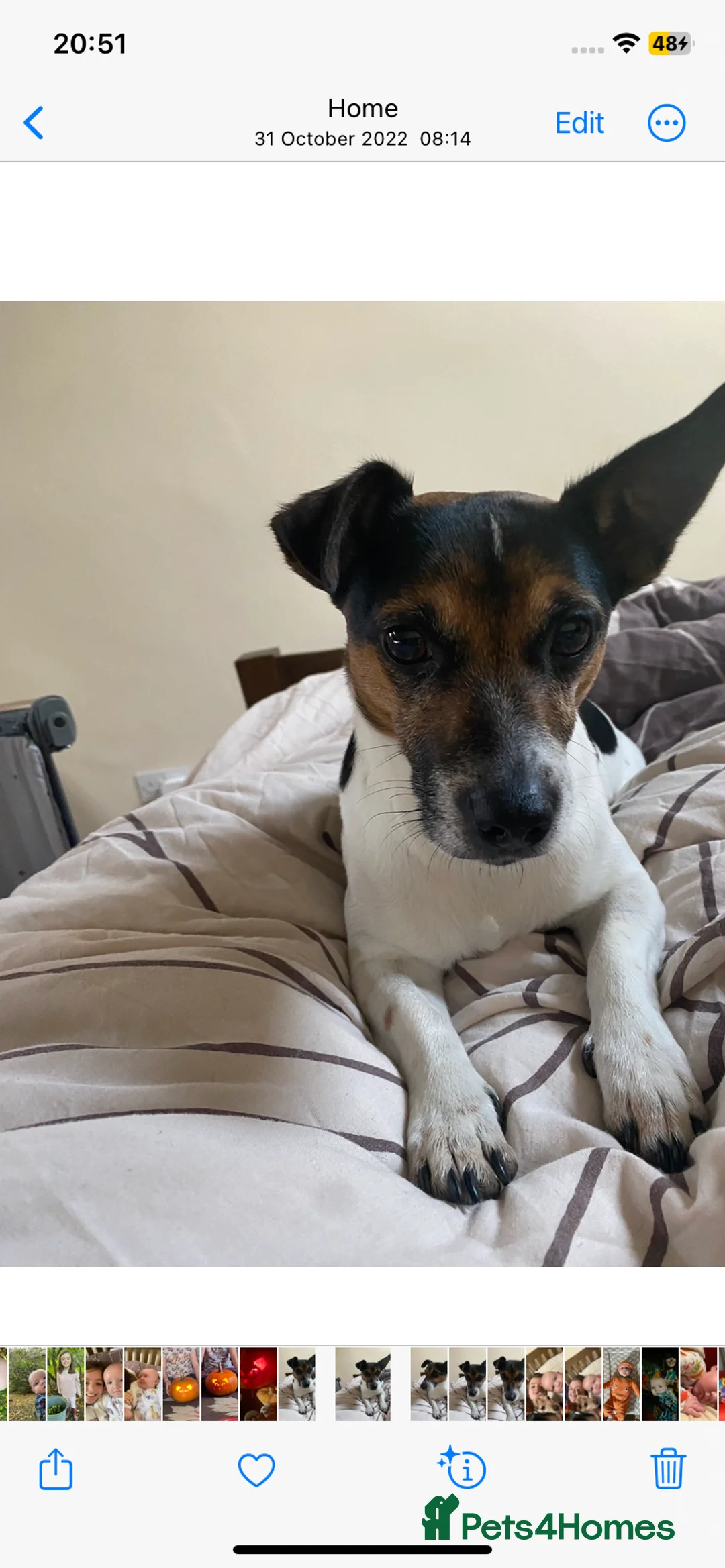 Jack Russell dogs for stud: Proven miniature Jack Russell stud in Winkleigh - Advert 20