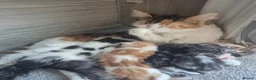 Maine Coon cats for sale: Maine coon baby floofs - Advert 18