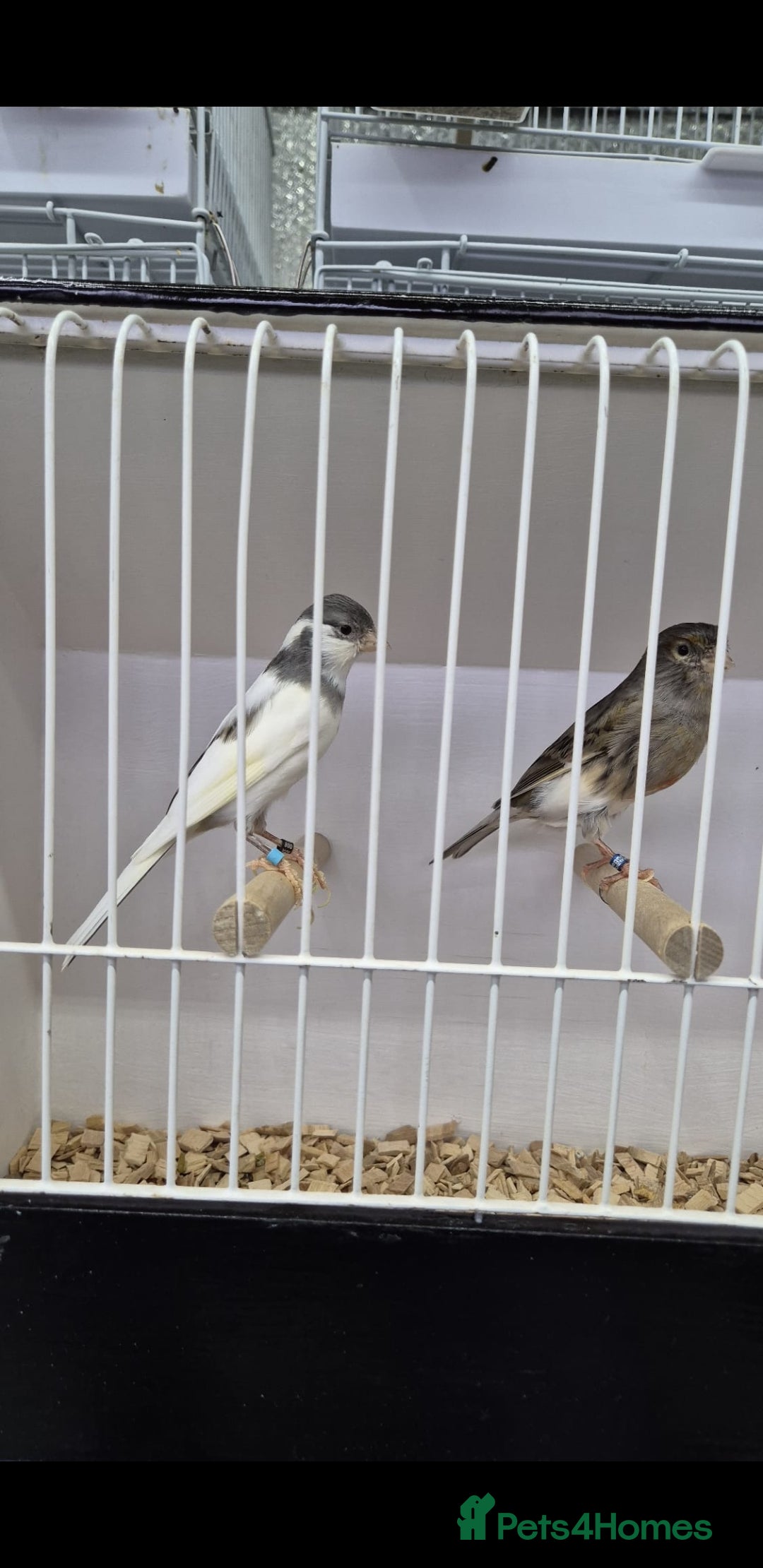 Canaries birds for sale: Canaries for sale - Advert 8