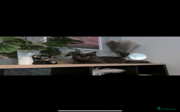 Maine Coon cats for sale: Stunning Retired Blue Maine Coon Girl(TICA) - Image 1