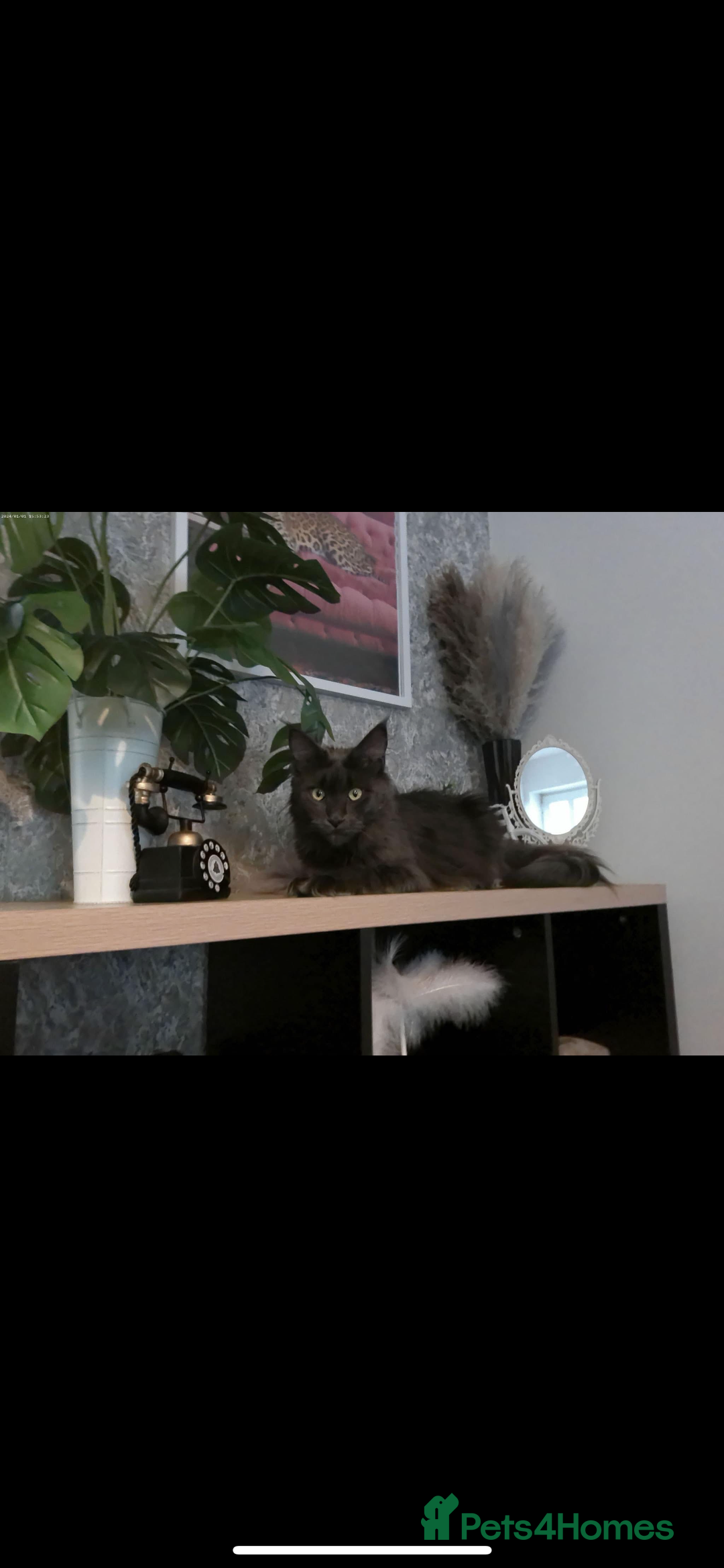 Maine Coon cats for sale: Stunning Retired Blue Maine Coon Girl(TICA) - Image 1